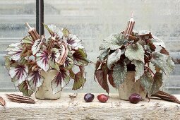 Autumnal arrangement of two Rex begonias on windowsill