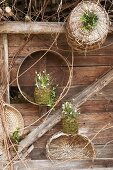 Schneeglöckchen und Märzenbecher in bemoosten Pflanztöpfen vor Holzwand