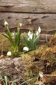 Frühlingsboten: Schneeglöckchen und Märzenbecher mit Moos vor Holzwand