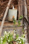 Märzenbecher, Schneeglöckchen und antike Giesskanne vor Holzhaus