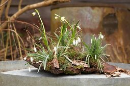 Snowdrops and spring snowflakes planted on bark