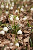 Flowering spring snowflakes amongst dried leaves in garden