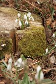 Frühlingsboten: Aufblühende Schneeglöckchen zwischen bemoostem Baumstumpf