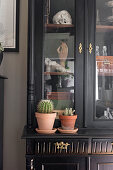 Cacti on black dresser