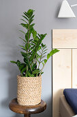 Houseplant in seagrass planter next to bed