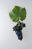A bunch of 'Diolinoir' grapes with a grapevine leaf