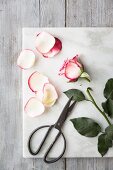 Pink and white rose with a cut stem, rose petals and scissors on a white marble board on a grey wooden table
