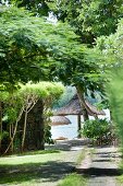 Path leading through trees to beach with thatch parasols