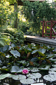 Water lilies in garden pond