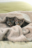 Two cats cuddling up under blanket on double bed