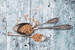 Wheat grains on a spoon