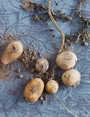 Potatoes with soil and roots