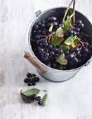 Aronia berries in a bucket