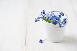 Forget-me-nots in small ceramic bucket