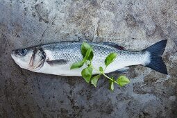 Fresh sea bass with basil