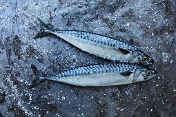 Two fresh mackerels on a grey background