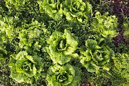Lettuces in the field