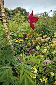 Rote Kunstblüte, Tibetprimeln, Ligularia ‘Britt Marie Crawford’ und rotstieliger Eupatorium im Garten, Blessington, Irland
