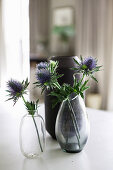 Blaue Distelblüten in zwei Glasvasen vor einer schwarzen Vase