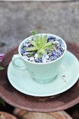 Sukkulente in türkisfarbene Tasse mit blauen Steinen