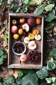 Fresh stone fruits in a wooden box, surrounded by leaves (top view)