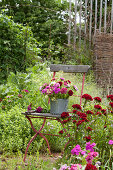 Stuhl im Beet zwischen Dianthus barbatus (Bartnelken) im Bauerngarten, Strauß im Zinkeimer