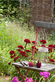 Stuhl im Beet zwischen Dianthus barbatus (Bartnelken) im Bauerngarten
