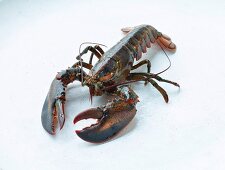 A lobster on a white background