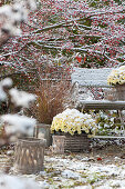 The first snow in the garden, Chrysanthemum multiflora