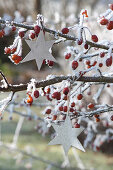 Silberne Sterne an Malus ( Zierapfelbaum ) mit Fruechten