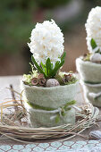 Hyacinthus orientalis 'White Pearl' (hyacinth) in a pot covered with felt