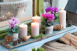 Advent decoration with cyclamen persicum, and 4 candles
