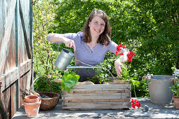 Plant old wine box with summer flowers and tomato