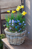 Narcissus 'Tete A Tete', Anemone blanda