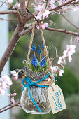 Muscari armeniacum (Grape Hyacinth) hung in glass on tree