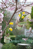 Narcissus 'Tete a Tete' ( Narzissen ) in kleinen Filztöpfen an Baum gehängt