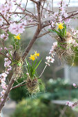 Narcissus 'Tete a Tete' ( Narzissen ), Zwiebeln mit Heu umwickelt