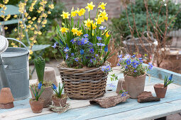 Narcissus 'Tete a Tete', muscari armeniacum (grape hyacinth)