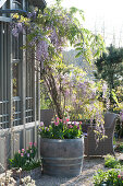 Wisteria sinensis ( Blauregen ) in Holzfaß auf Kiesterrasse, Tulipa ( Tulpen )