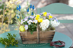 Hyacinthus 'White Pearl' ( Hyazinthen ), Viola cornuta Rocky 'Lavender Blush'