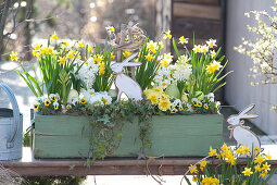 Narcissus 'Tete a Tete' ( Narzissen ), Primula ( Primeln ), Viola cornuta