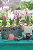 Hyacinthus orientalis, in pot and metal jardiniere