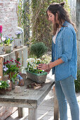 Woman plants basket with Primula (primula), Thymus vulgaris