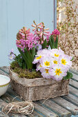 Primula acaulis (primrose), Hyacinthus 'Pink Pearl' (hyacinth)