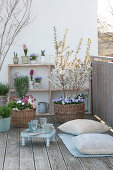 Spring balcony with Prunus incisa 'Kojou-No-Mai', March cherry