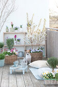 Spring balcony with Prunus incisa 'Kojou-No-Mai'