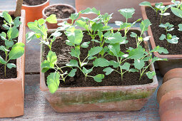 Sämlinge von Brassica - Kohlrabi in Terracotta-Schale