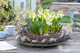 Hyacinthus orientalis and Muscari Aucheri