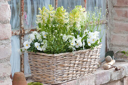 Hyacinthus 'White Pearl' (hyacinth), Viola cornuta