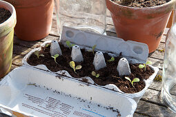 Early spring in the greenhouse